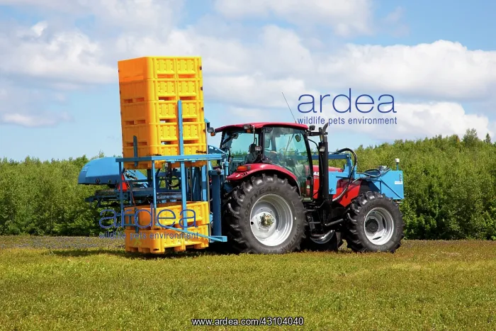 : Blueberry Harvesting : Blueberry Harvesting
