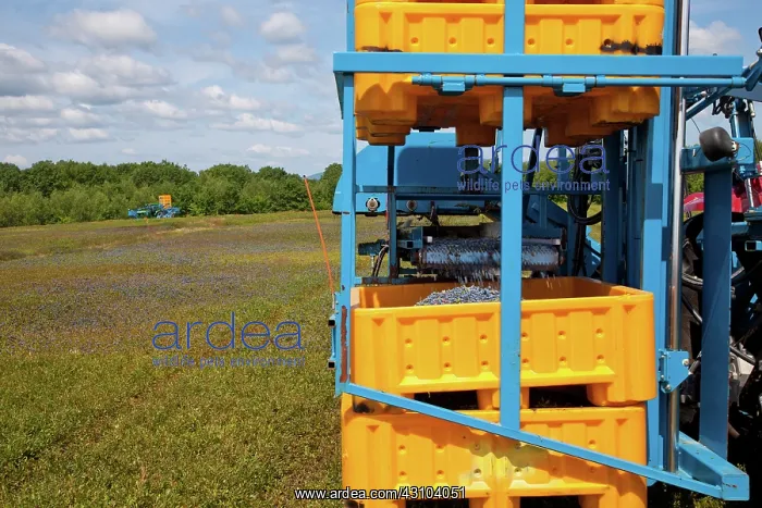 : Blueberry Harvesting : Blueberry Harvesting