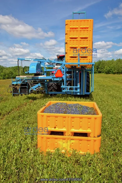 : Blueberry Harvesting : Blueberry Harvesting