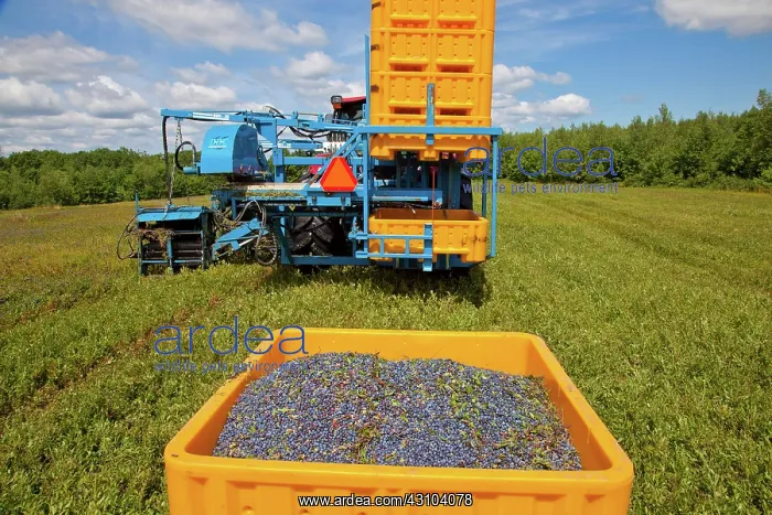 : Blueberry Harvesting : Blueberry Harvesting