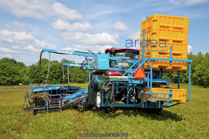 : Blueberry Harvesting : Blueberry Harvesting