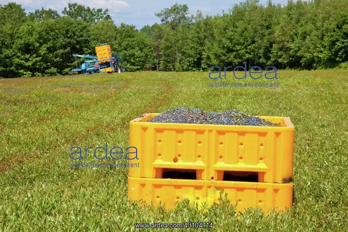 : Blueberry Harvesting : Blueberry Harvesting