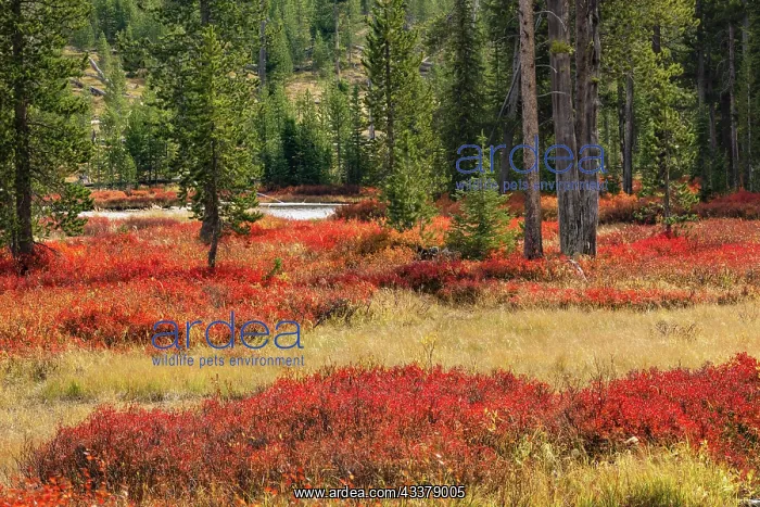 : Blueberry leaves in autumn red coloration, Yellowstone : Blueberry leaves in autumn red coloration, Yellowstone