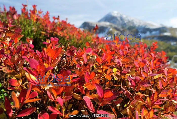  : Blueberry leaves in fall, Nationalpark Berchtesgaden(