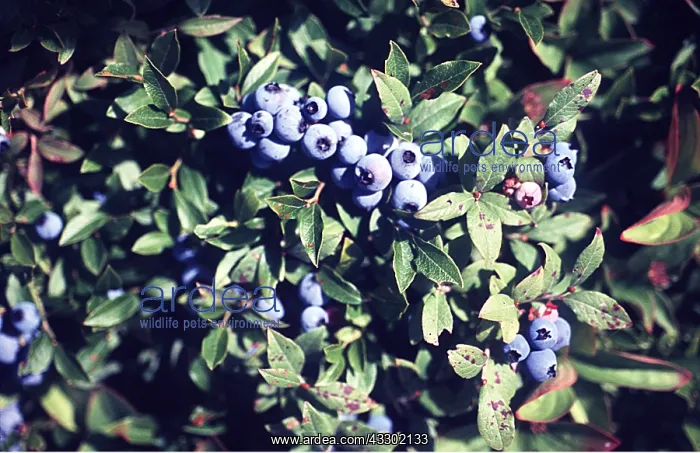 : BLUEBERRY - Lowbush : BLUEBERRY - Lowbush