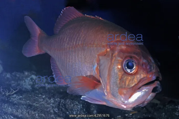 : Blueberry Roughy, Big Roughy, north Pacific 300-600m : Blueberry Roughy, Big Roughy, north Pacific 300-600m