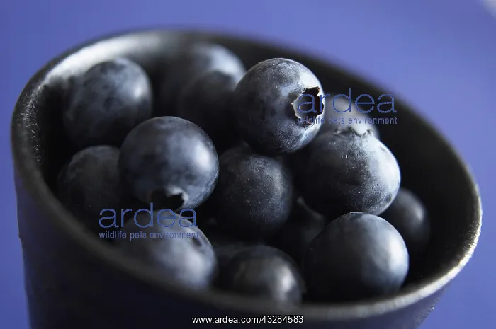 : Blueberry, Vaccinium corymbosum, Black subject : Blueberry, Vaccinium corymbosum, Black subject