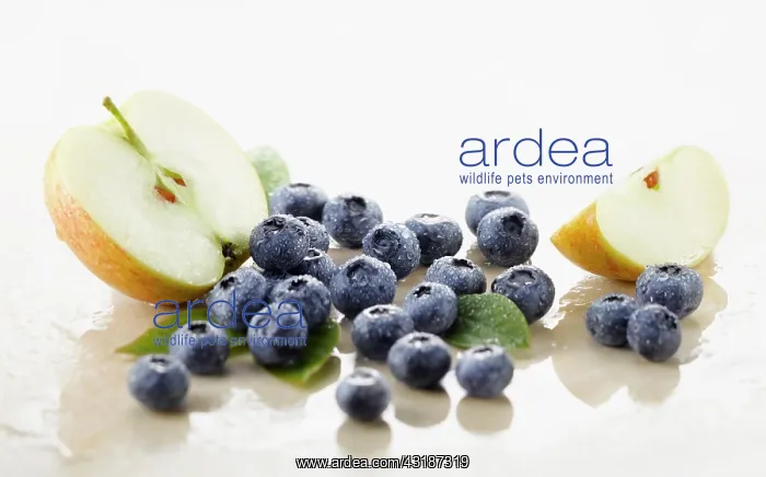 : Blueberry, Vaccinium corymbosum cultivar. Several : Blueberry, Vaccinium corymbosum cultivar. Several