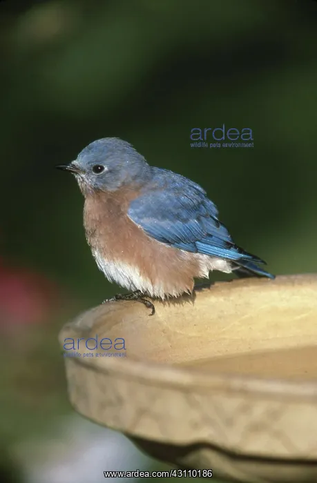 : Bluebird at Birdbath : Bluebird at Birdbath