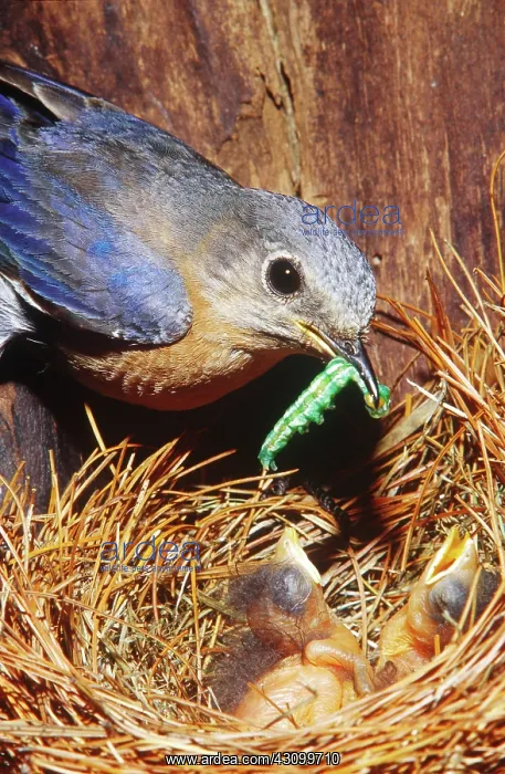 : Bluebird bringing caterpillar meal to chicks : Bluebird bringing caterpillar meal to chicks