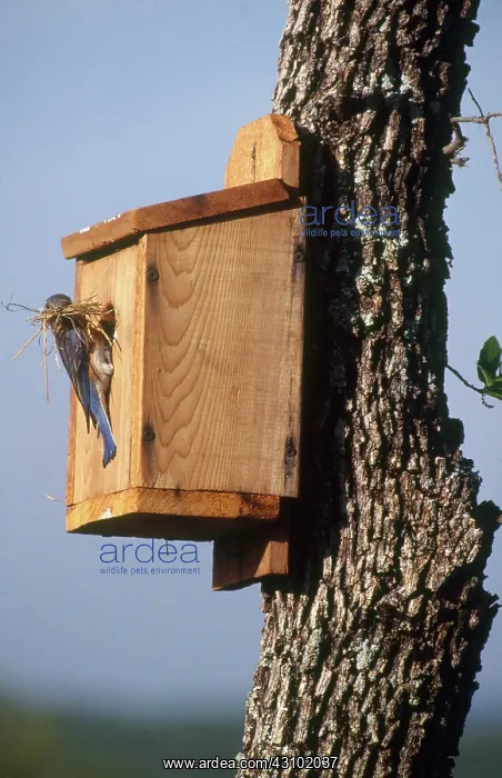 : Bluebird Building Nest : Bluebird Building Nest