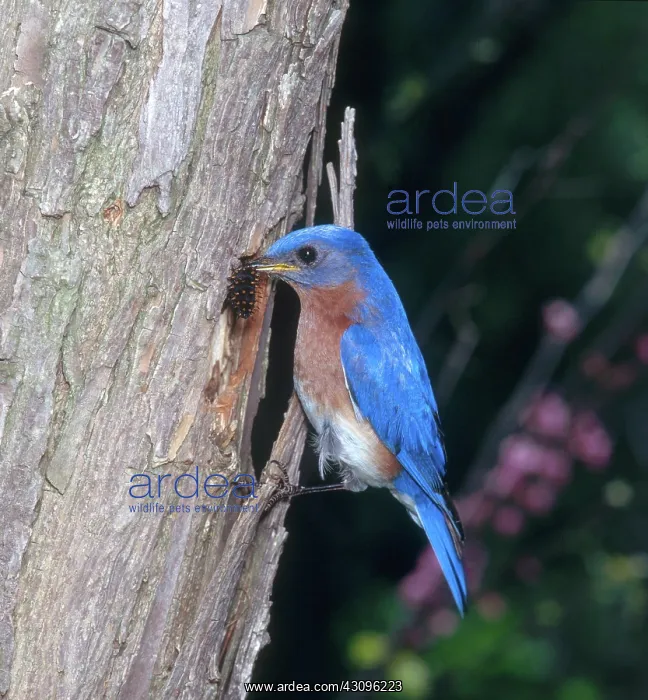 : Bluebird with Caterpillar : Bluebird with Caterpillar