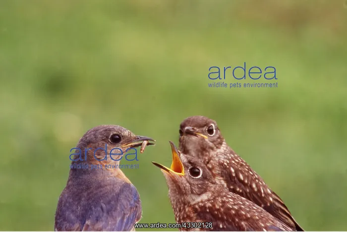 : BLUEBIRD - Female feeding worm to young, away from nest : BLUEBIRD - Female feeding worm to young, away from nest