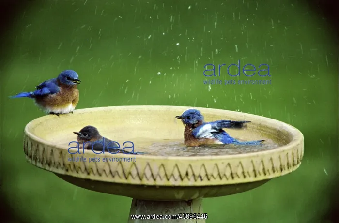 : Bluebirds in a birdbath : Bluebirds in a birdbath