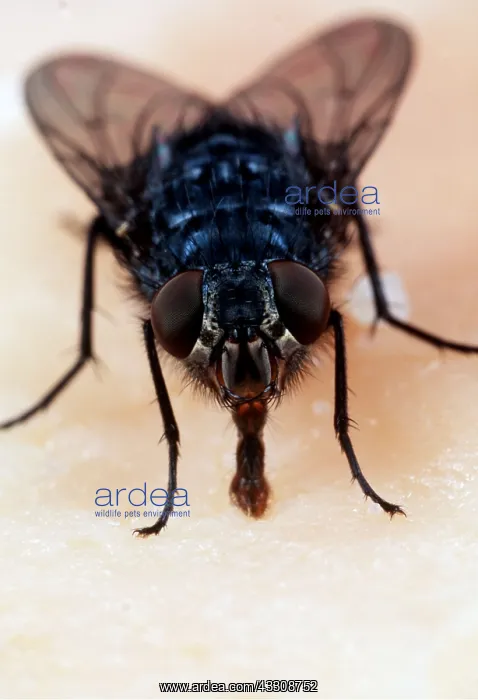 : BLUEBOTTLE / Blowfly - feeding : BLUEBOTTLE / Blowfly - feeding