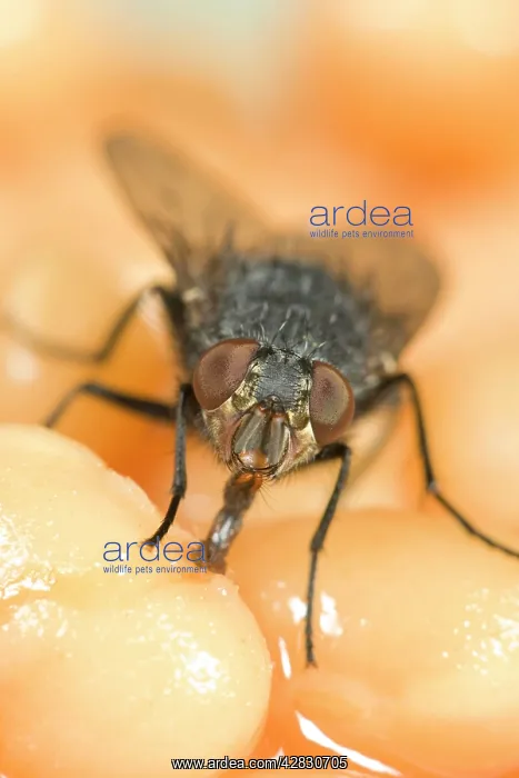 : Bluebottle / Blowfly - feeding on baked beans : Bluebottle / Blowfly - feeding on baked beans