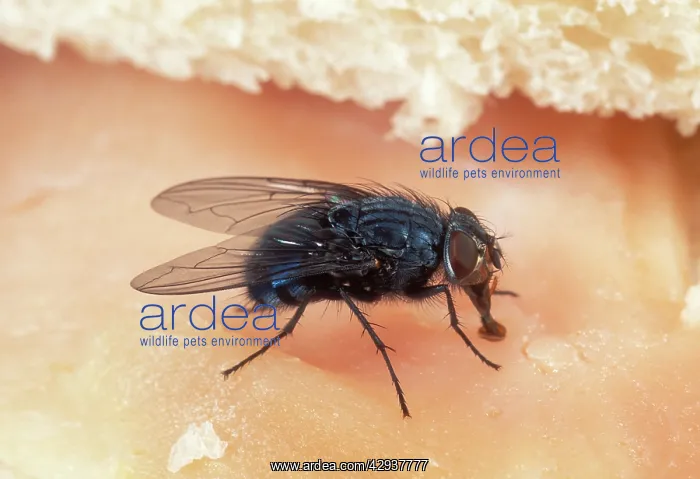  : BLUEBOTTLE  /  Blowfly - feeding on ham sandwich