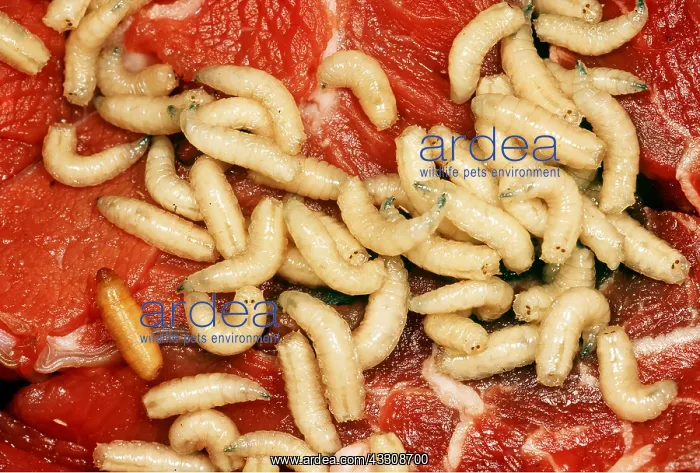 : BLUEBOTTLE / Blowfly - group of maggots with single : BLUEBOTTLE / Blowfly - group of maggots with single