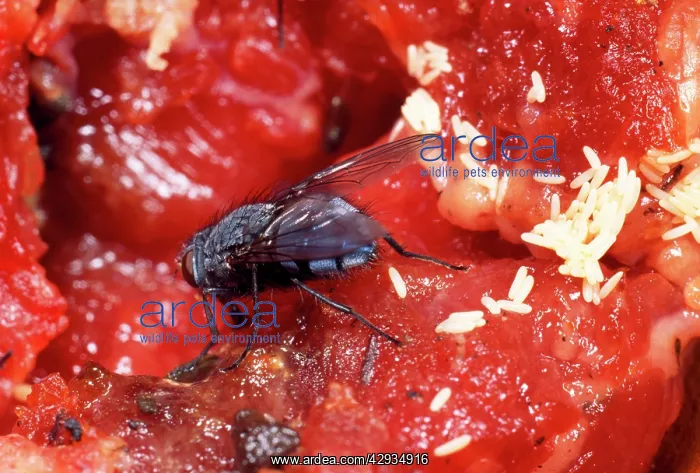 : BLUEBOTTLE / Blowfly - laying eggs on meat : BLUEBOTTLE / Blowfly - laying eggs on meat