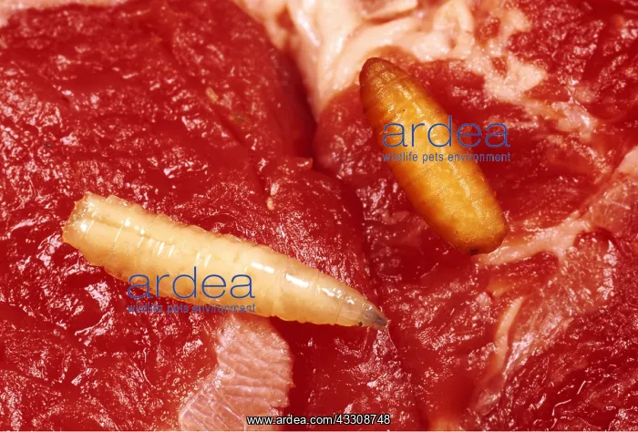 : BLUEBOTTLE / Blowfly MAGGOT and Pupa - on Meat : BLUEBOTTLE / Blowfly MAGGOT and Pupa - on Meat