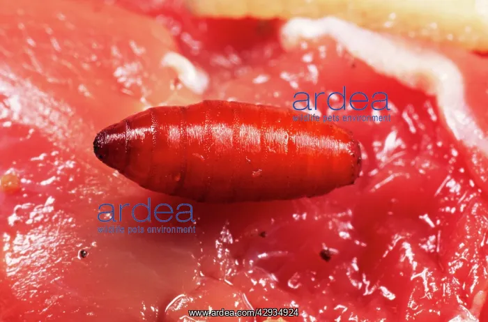 : BLUEBOTTLE / Blowfly MAGGOT - pupae x1 : BLUEBOTTLE / Blowfly MAGGOT - pupae x1