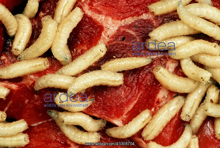: BLUEBOTTLE / Blowfly maggots - in rotting meat : BLUEBOTTLE / Blowfly maggots - in rotting meat