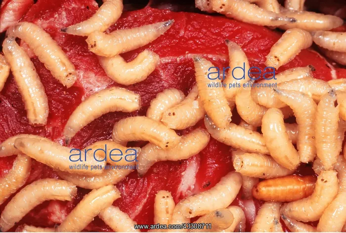 : BLUEBOTTLE / Blowfly MAGGOTS - In rotting meat : BLUEBOTTLE / Blowfly MAGGOTS - In rotting meat