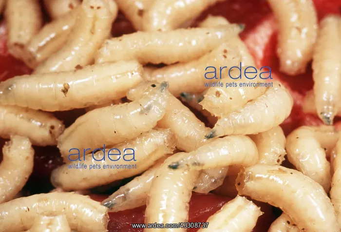 : BLUEBOTTLE / Blowfly MAGGOTS In rotting meat : BLUEBOTTLE / Blowfly MAGGOTS In rotting meat