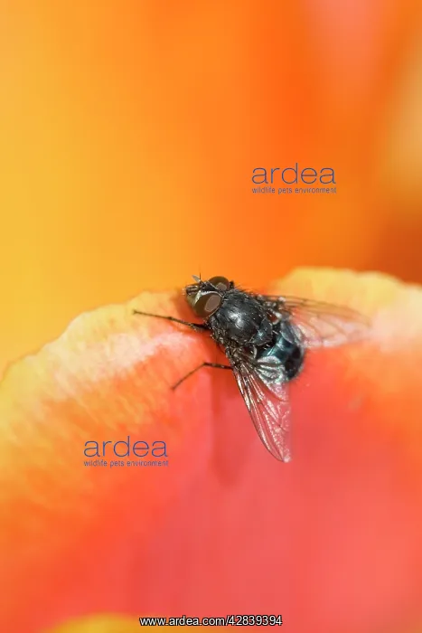 : Bluebottle / Blowfly- resting on tulip flower : Bluebottle / Blowfly- resting on tulip flower