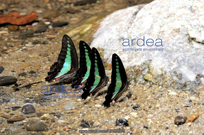 : Bluebottle Butterflies : Bluebottle Butterflies