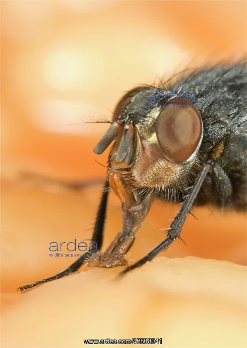 : Bluebottle - feeding on baked beans : Bluebottle - feeding on baked beans