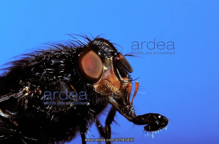 : Bluebottle fly - head with its proboscis extended : Bluebottle fly - head with its proboscis extended