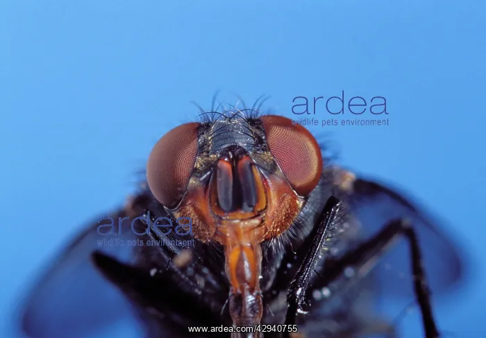 : Bluebottle fly - head with proboscis extended : Bluebottle fly - head with proboscis extended