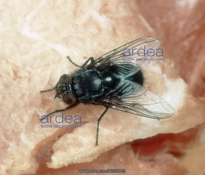 : Bluebottle Fly on meat : Bluebottle Fly on meat