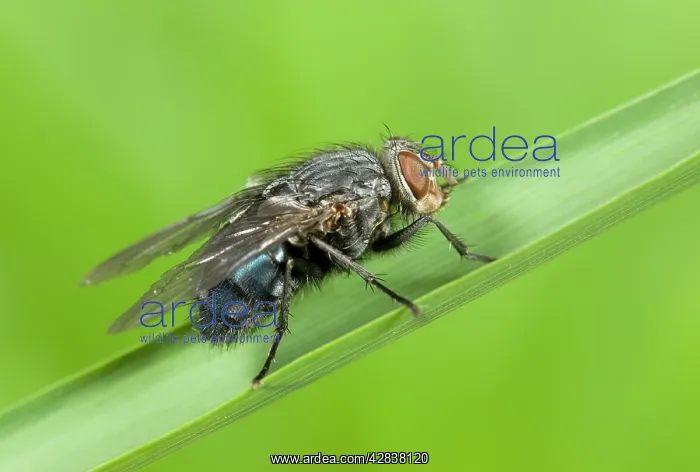 : Bluebottle - resting on grass leaf : Bluebottle - resting on grass leaf