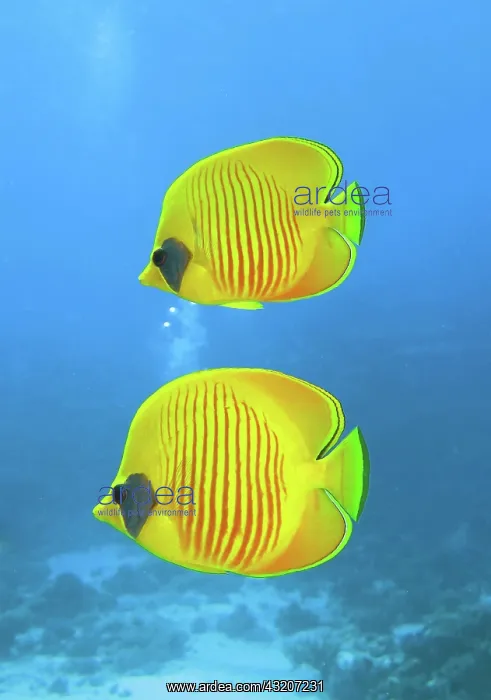  : Bluecheek butterflyfish (Chaetodon semilarvatus)