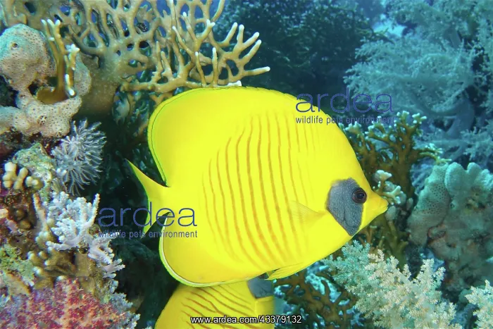 : Bluecheek butterflyfish (Chaetodon semilarvatus) : Bluecheek butterflyfish (Chaetodon semilarvatus)