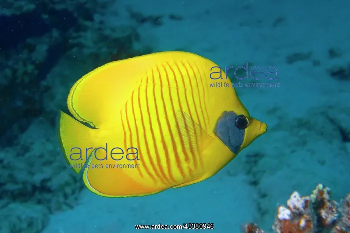 : Bluecheek butterflyfish (Chaetodon semilarvatus) : Bluecheek butterflyfish (Chaetodon semilarvatus)