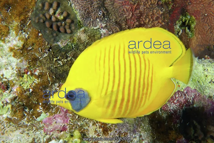  : Bluecheek butterflyfish (Chaetodon semilarvatus)