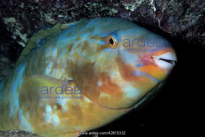 : Bluechin Parrotfish - female Galapagos Islands UNESCO Natura : Bluechin Parrotfish - female Galapagos Islands UNESCO Natura