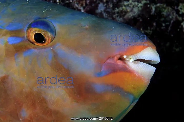 : Bluechin Parrotfish - female Galapagos Islands UNESCO Natura : Bluechin Parrotfish - female Galapagos Islands UNESCO Natura