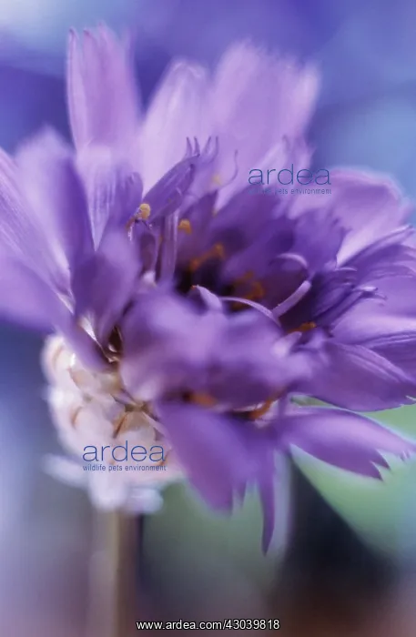 : Bluecupidone : Bluecupidone