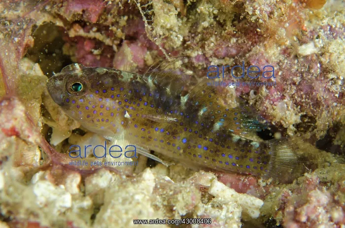 : Bluedot Goby with Copepod parasite and shrimp on : Bluedot Goby with Copepod parasite and shrimp on