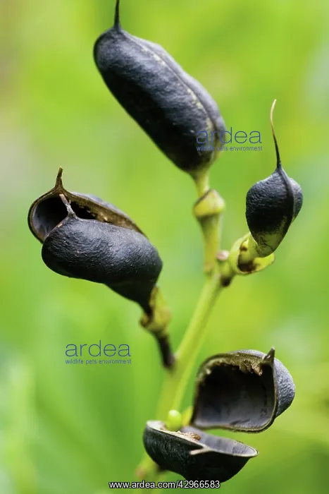 : Bluefalseindigo : Bluefalseindigo