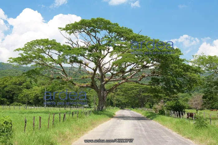: Bluefields, Jamaica Southwest Coast : Bluefields, Jamaica Southwest Coast