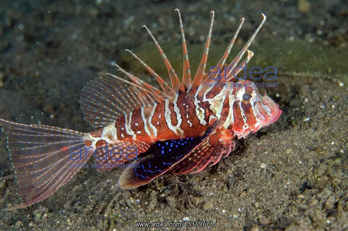 : Bluefin Lionfish : Bluefin Lionfish