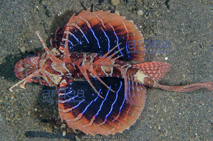 : Bluefin Lionfish : Bluefin Lionfish