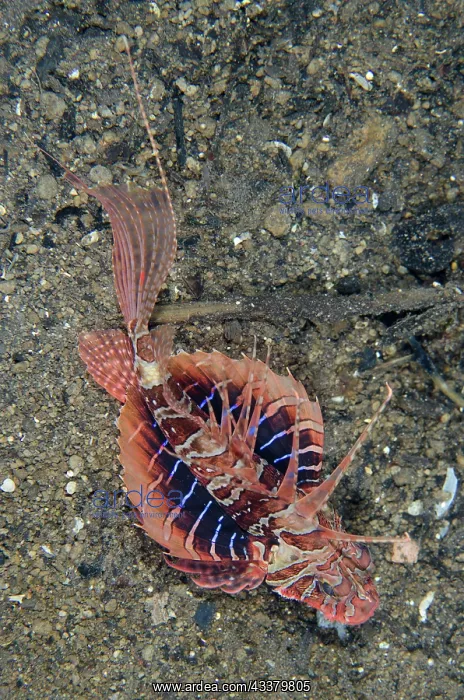 : Bluefin Lionfish : Bluefin Lionfish