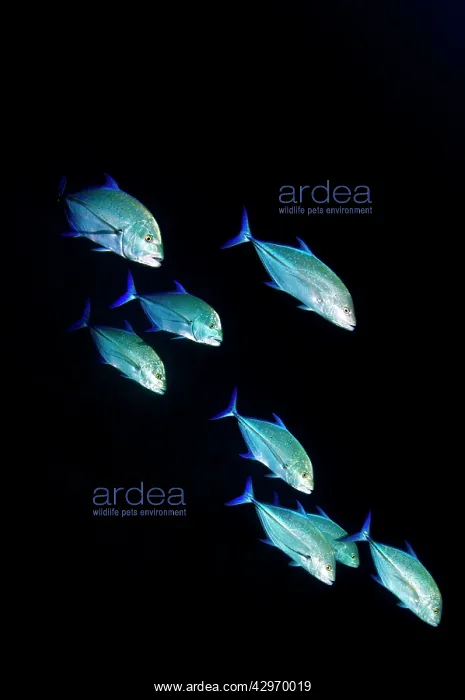 : Bluefin Trevally : Bluefin Trevally