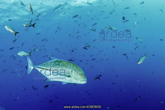  : Bluefin trevally, caranx melampygus, El Boiler dive